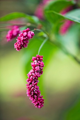 CLOSE_UP_OF_THE_PINK_FLOWERS_OF_POLYGONUM_ORIENTALE