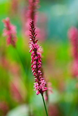 CLOSE_UP_OF_THE_PINK_FLOWERS_OF_POLYGONUM_AMPLEXICAULE_SPECIOSA
