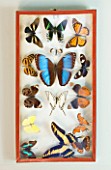 ARCHITECT CHRIS DYSONS HOUSE: BUTTERFLIES IN A CASE ON THE WALL