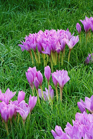 CLOSE_UP_OF_THE_PINK_FLOWERS_OF_THE_AUTUMN_COLCHICUM_SPECIOSUM_IN_GRASS