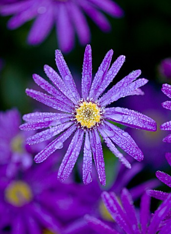 CLOSE_UP_OF_THE_BLUE_FLOWERS_OF_ASTER_AMELLUS_VIOLET_QUEEN