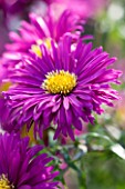 OLD COURT NURSERIES  WORCESTERSHIRE. CLOSE UP OF THE PURPLE/ PINK FLOWER OF ASTER DUSKY MAID (LARGE DOUBLE)