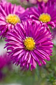 OLD COURT NURSERIES  WORCESTERSHIRE. CLOSE UP OF THE PURPLE/ PINK FLOWER OF ASTER DUSKY MAID (LARGE DOUBLE)