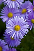 OLD COURT NURSERIES  WORCESTRSHIRE: CLOSE UP OF BLUE FLOWER OF ASTER REMEMBRANCE  (MICHAELMAS DAISY) - LARGE LATE