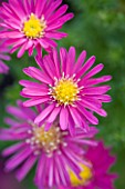 OLD COURT NURSERIES  WORCESTRSHIRE: CLOSE UP OF PINK FLOWER OF ASTER LITTLE RED BOY  (MICHAELMAS DAISY)