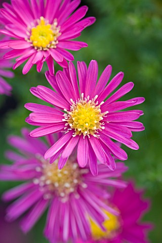 OLD_COURT_NURSERIES__WORCESTRSHIRE_CLOSE_UP_OF_PINK_FLOWER_OF_ASTER_LITTLE_RED_BOY__MICHAELMAS_DAISY