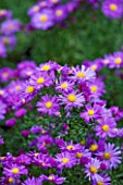 OLD COURT NURSERIES  WORCESTRSHIRE: CLOSE UP OF PINK PURPLE FLOWERS OF ASTER GULLIVER (MICHAELMAS DAISY)