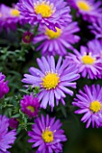 OLD COURT NURSERIES  WORCESTRSHIRE: CLOSE UP OF PINK PURPLE FLOWERS OF ASTER GULLIVER (MICHAELMAS DAISY)