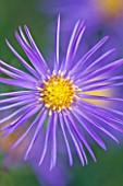 OLD COURT NURSERIES  WORCESTRSHIRE: CLOSE UP OF BLUE FLOWER OF ASTER MARIES PRETTY PLEASE (MICHAELMAS DAISY)