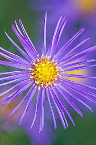 OLD_COURT_NURSERIES__WORCESTRSHIRE_CLOSE_UP_OF_BLUE_FLOWER_OF_ASTER_MARIES_PRETTY_PLEASE_MICHAELMAS_