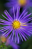 OLD COURT NURSERIES  WORCESTRSHIRE: CLOSE UP OF BLUE FLOWER OF ASTER MARIES PRETTY PLEASE (MICHAELMAS DAISY)