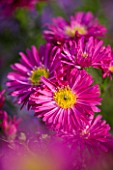 OLD COURT NURSERIES  WORCESTRSHIRE: CLOSE UP OF PINK FLOWERS OF ASTER COSMIC RADIANCE (MICHAELMAS DAISY)