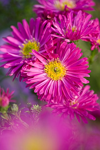 OLD_COURT_NURSERIES__WORCESTRSHIRE_CLOSE_UP_OF_PINK_FLOWERS_OF_ASTER_COSMIC_RADIANCE_MICHAELMAS_DAIS