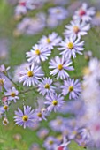 OLD COURT NURSERIES  WORCESTRSHIRE: CLOSE UP OF PALE BLUE FLOWERS OF ASTER PHOTOGRAPH (MICHAELMAS DAISY)