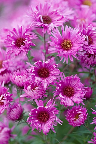 OLD_COURT_NURSERIES__WORCESTRSHIRE_CLOSE_UP_OF_PINK_FLOWERS_OF_ASTER_QUINTON_MENZIES_MICHAELMAS_DAIS
