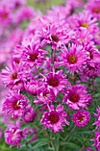 OLD COURT NURSERIES  WORCESTRSHIRE: CLOSE UP OF PINK FLOWERS OF ASTER QUINTON MENZIES (MICHAELMAS DAISY)