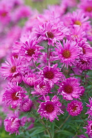 OLD_COURT_NURSERIES__WORCESTRSHIRE_CLOSE_UP_OF_PINK_FLOWERS_OF_ASTER_QUINTON_MENZIES_MICHAELMAS_DAIS
