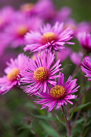 OLD_COURT_NURSERIES__WORCESTRSHIRE_CLOSE_UP_OF_PINK_FLOWERS_OF_ASTER_COLWALL_GALAXY__MICHAELMAS_DAIS