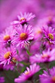 OLD COURT NURSERIES  WORCESTRSHIRE: CLOSE UP OF PINK FLOWERS OF ASTER COLWALL GALAXY  (MICHAELMAS DAISY)
