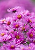 OLD COURT NURSERIES  WORCESTRSHIRE: CLOSE UP OF PINK FLOWERS OF ASTER COLWALL GALAXY  (MICHAELMAS DAISY)