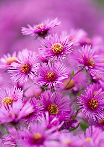 OLD_COURT_NURSERIES__WORCESTRSHIRE_CLOSE_UP_OF_PINK_FLOWERS_OF_ASTER_COLWALL_GALAXY__MICHAELMAS_DAIS