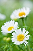 OLD COURT NURSERIES  WORCESTRSHIRE: CLOSE UP OF WHITE FLOWER OF ASTER HERBSTSCHNEE (MICHAELMAS DAISY)