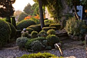 PROVENCE  FRANCE: GARDEN OF NICOLE DE VESIAN  LA LOUVE: GRAVEL TERRACE BESIDE THE HOUSE AT DAWN WITH CLIPPED TOPIARY SHAPES
