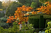 PROVENCE  FRANCE: GARDEN OF NICOLE DE VESIAN  LA LOUVE: CLIPPED TOPIARY AT DAWN WITH STAGS HORN SUMACH (RHUS TYPHINA)