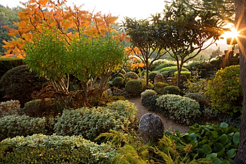 PROVENCE__FRANCE_GARDEN_OF_NICOLE_DE_VESIAN__LA_LOUVE_CLIPPED_TOPIARY_SHAPES_AT_DAWN_WITH_RHUS_TYPHI