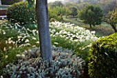 PROVENCE  FRANCE: GARDEN OF NICOLE DE VESIAN  LA LOUVE: SWIMMING POOL AT DAWN ON THE LOWER TERRACE WITH COUNTRYSIDE (GARRIGUE) BEYOND