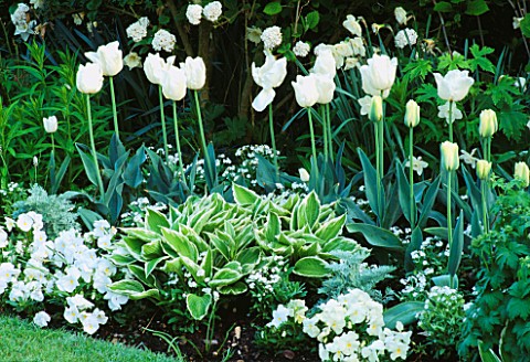 HOSTA_CRISPULA__WHITE_PANSIES__BLIZZARD_AND_SPRING_GREEN_TULIPS_IN_THE_WHITE_GARDEN_AT_CHENIES_MANOR