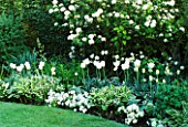 THE WHITE GARDEN AT CHENIES MANOR  BUCKINGHAMSHIRE  WITH HOSTAS  PANSIES  VIBURNUM AND TULIPS(SPRING GREEN  BLIZZARD)