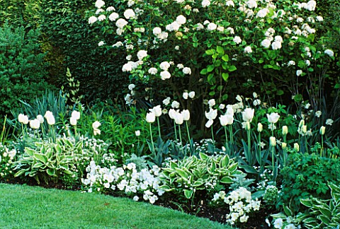 THE_WHITE_GARDEN_AT_CHENIES_MANOR__BUCKINGHAMSHIRE__WITH_HOSTAS__PANSIES__VIBURNUM_AND_TULIPSSPRING_