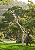 PROVENCE  FRANCE: DOMAINE DE LA VERRIERE: TREE STRIPOPED OF BARK SCULPTURE BY MARC NUCERA