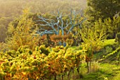 PROVENCE  FRANCE: DOMAINE DE LA VERRIERE: VINES IN FRONT OF A TREE PAINTED BLUE BY MARC NUCERA
