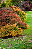 WAKEHURST PLACE  SUSSEX: THE LAWN BY THE HOUSE WITH MAPLES IN AUTUMN COLOURS