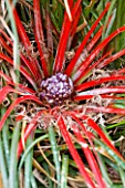 WAKEHURST PLACE  SUSSEX : CLOSE UP OF FASCICULARIA PITCAIRNIFOLIA FROM CHILE