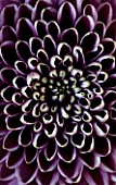 CLOSE UP OF THE CENTRE OF A DEEP PURPLE AND YELLOW CHRYSANTHEMUM