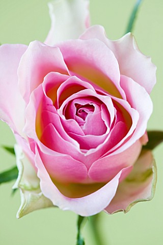 CLOSE_UP_OF_THE_CENTRE_OF_A_PALE_PINK_ROSE_AGAINST_YELLOW_BACKGROUND