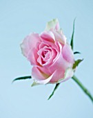 CLOSE UP OF THE CENTRE OF A PALE PINK ROSE AGAINST BLUE BACKGROUND