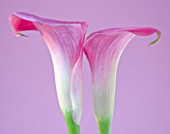 TWO PINK ARUM LILIES AGAINST PINK BACKGROUND