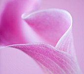 ABSTRACT CLOSE UP OF PINK ARUM LILY