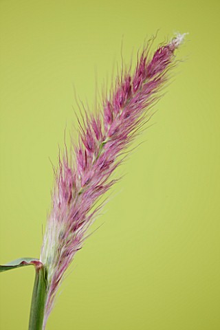 CLOSE_UP_OF_PENNISETUM_ORIENTALE_KARLEY_ROSE_KARLEY_ROSE_FOUNTAIN_GRASS