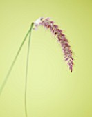 CLOSE UP OF PENNISETUM ORIENTALE KARLEY ROSE (KARLEY ROSE FOUNTAIN GRASS)