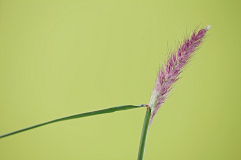 CLOSE_UP_OF_PENNISETUM_ORIENTALE_KARLEY_ROSE_KARLEY_ROSE_FOUNTAIN_GRASS