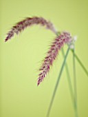 CLOSE UP OF PENNISETUM ORIENTALE KARLEY ROSE (KARLEY ROSE FOUNTAIN GRASS)