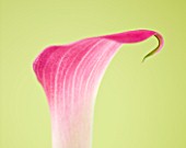 CLOSE UP OF PINK ARUM LILY AGAINST YELLOW BACKGROUND