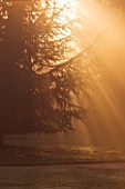 WAKEHURST PLACE  SUSSEX - AUTUMN - EARLY MORNING SUNLIGHT NEAR THE LAKE