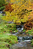 WAKEHURST PLACE  SUSSEX - AUTUMN COLOUR BESIDE A STREAM WITH WATERFALLLS RUNNING DOWN TO THE WATER GARDEN