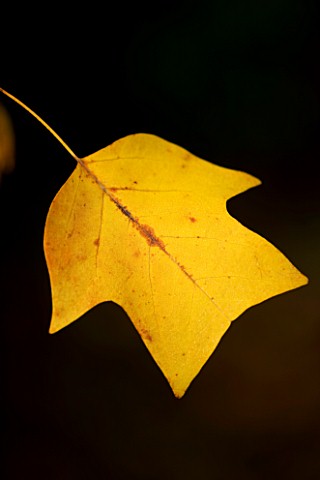 WAKEHURST_PLACE__SUSSEX__CLOSE_UP_OF_THE_AUTUMN_LEAF_OF_LIRIODENDRON_TULIPIFERA_THE_TULIP_TREE